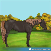 Horse Color:Liver Chestnut