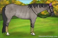 Horse Color:Grullo Rabicano