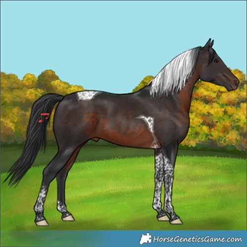 Horse Color:Brown Tobiano
