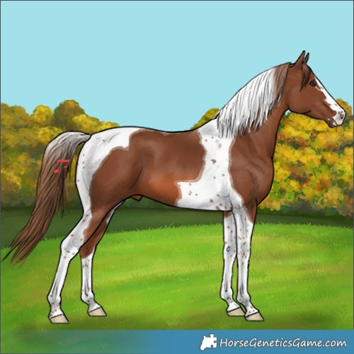 Horse Color:Chestnut Tobiano 