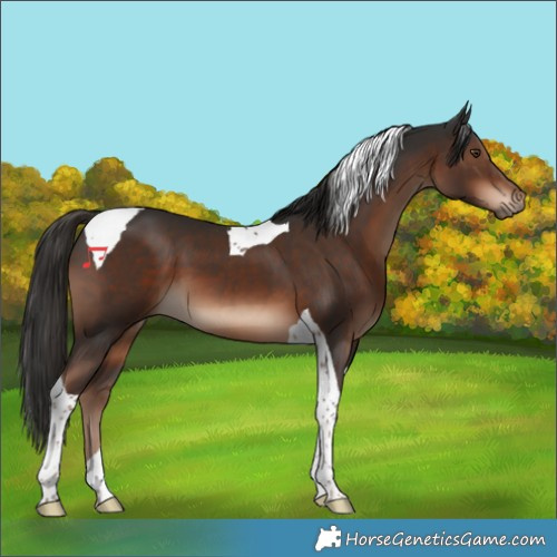 Horse Color:Liver Chestnut Tobiano 
