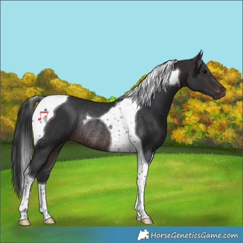 Horse Color:Brown Tobiano Rabicano
