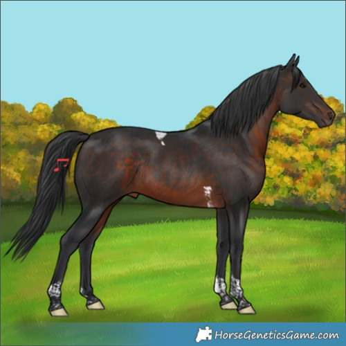 Horse Color:Brown Tobiano Rabicano 