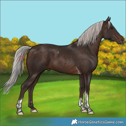 Horse Color:Silver Brown Tobiano 
