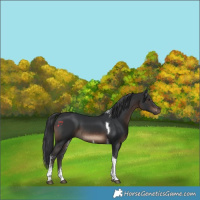 Horse Color:Brown Tobiano 