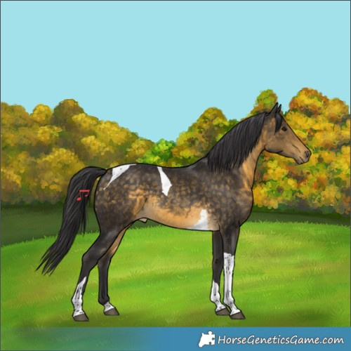 Horse Color:Buckskin Tobiano Rabicano