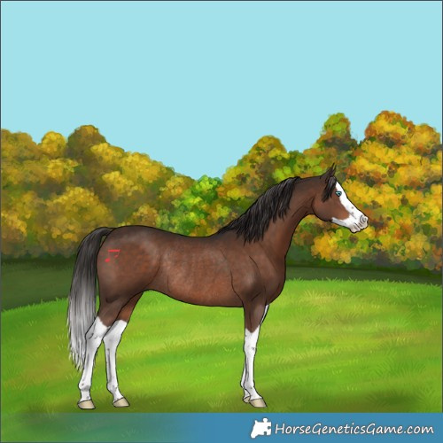 Horse Color:Liver Chestnut Splash Rabicano 