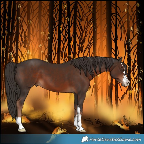 Horse Color:Liver Chestnut 