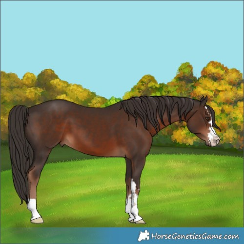Horse Color:Liver Chestnut 