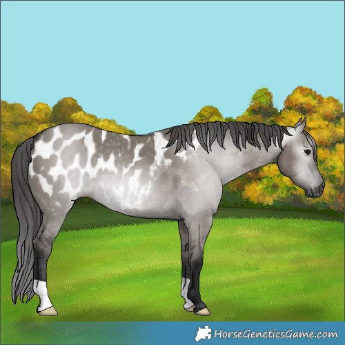 Horse Color:Gray Grullo Blanket 