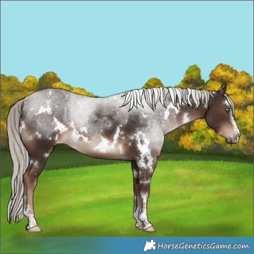 Horse Color:White Spotted Liver Chestnut Mushroom 
