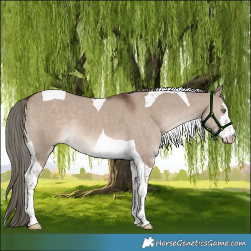 Horse Color:White Spotted Liver Red Dun Mushroom Tobiano 