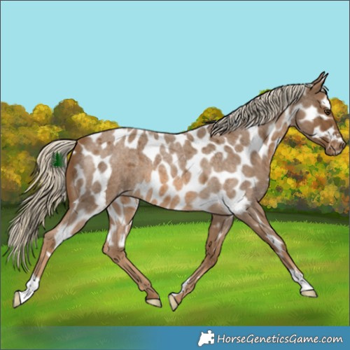 Horse Color:Chocolate Palomino Roan Skewed Appaloosa 