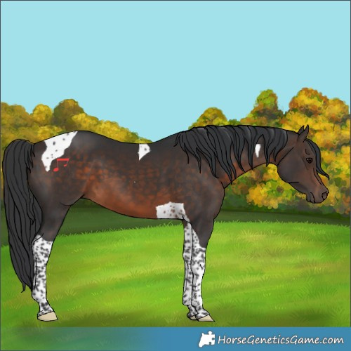 Horse Color:Brown Tobiano