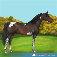 Horse Color:Brown Tobiano