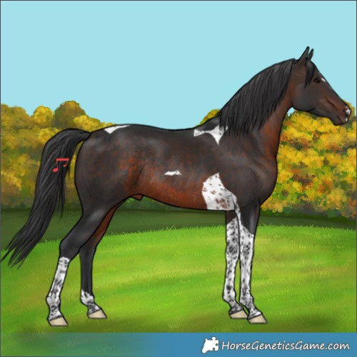 Horse Color:Brown Tobiano Rabicano 