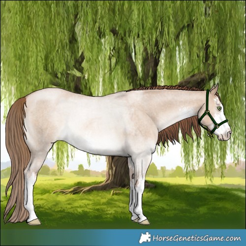 Horse Color:White Spotted Liver Red Dun Roan Pearl