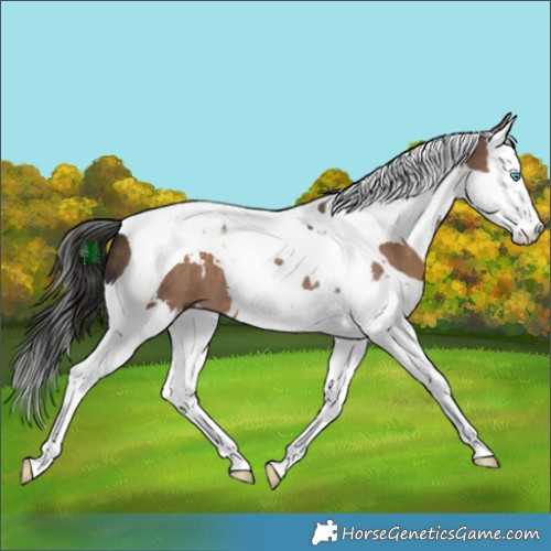 Horse Color:White Spotted Liver Red Dun Splash Tobiano 