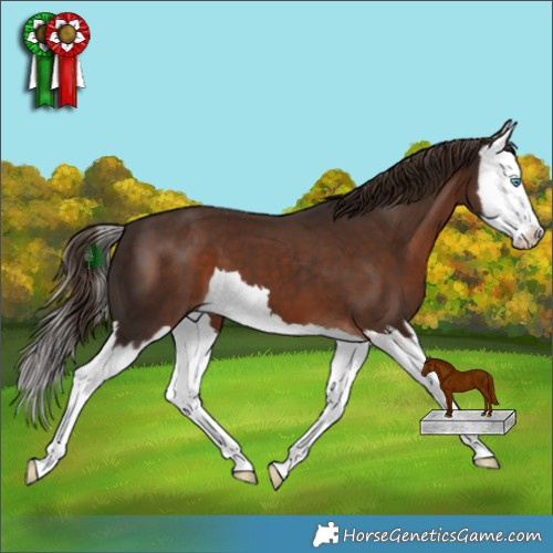 Horse Color:Liver Chestnut Splash 