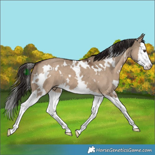 Horse Color:White Spotted Liver Red Dun Splash 