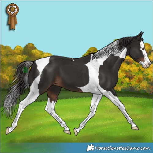 Horse Color:Liver Chestnut Splash Tobiano 