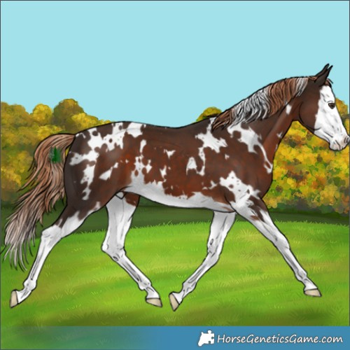 Horse Color:White Spotted Liver Chestnut Splash 