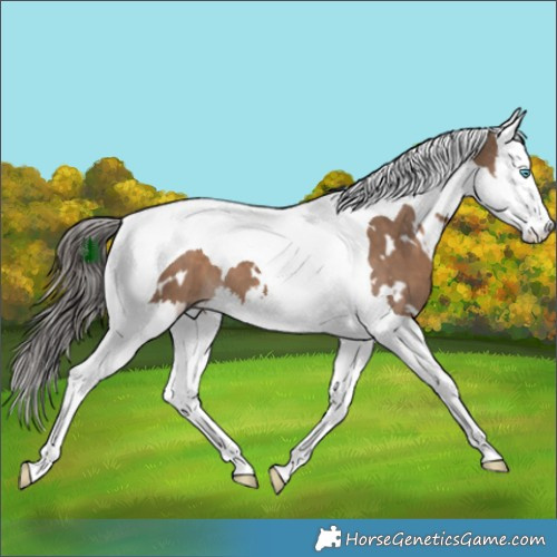 Horse Color:White Spotted Liver Red Dun Splash Tobiano 