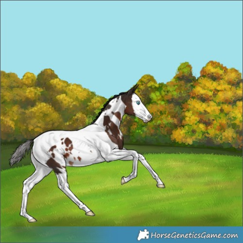 Horse Color:White Spotted Liver Chestnut Splash Tobiano 