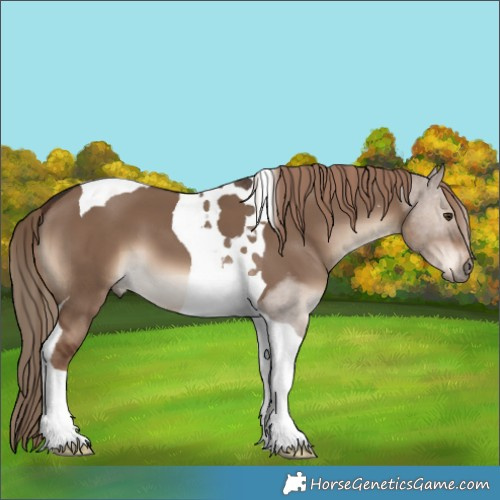 Horse Color:Liver Red Dun Tobiano 