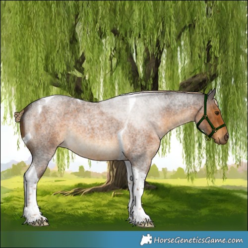 Horse Color:Chocolate Palomino Roan Tobiano 