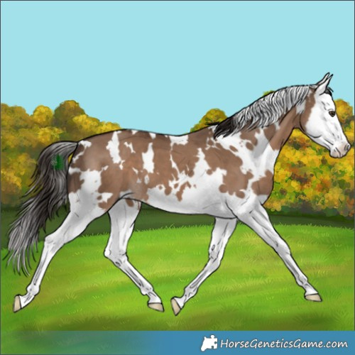 Horse Color:White Spotted Liver Red Dun Splash 