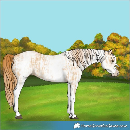 Horse Color:White Spotted Red Dun Rabicano and White Spotted Red Dun Rabicano
