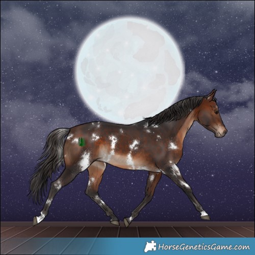 Horse Color:White Spotted Brown 