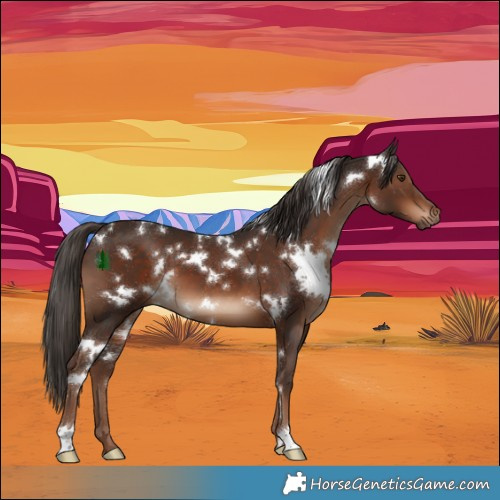 Horse Color:White Spotted Liver Chestnut 