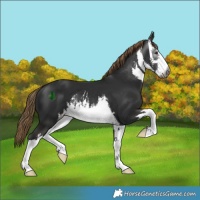 Horse Color:Gray White Spotted Liver Chestnut 