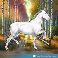 Horse Color:Liver Chestnut Frame