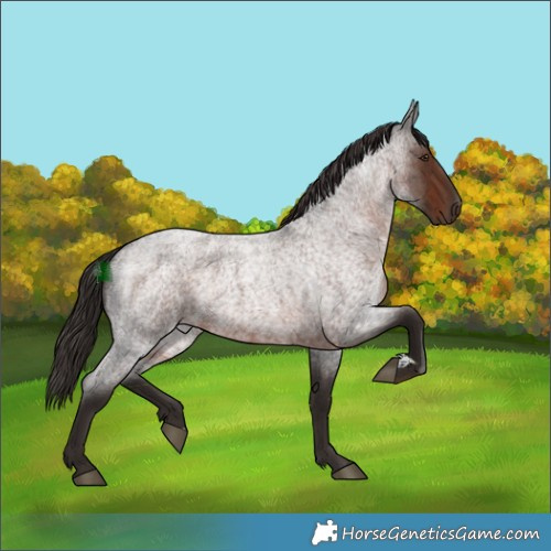 Horse Color:Liver Red Roan Rabicano 