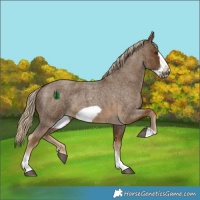 Horse Color:Chocolate Palomino Roan Sabino Frame 