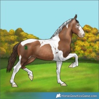 Horse Color:Gray Liver Chestnut Pearl Tobiano 