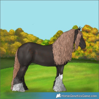 Horse Color:Liver Chestnut Tobiano 