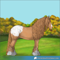 Horse Color:Chestnut Appaloosa 