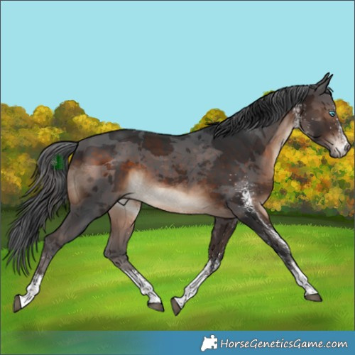 Horse Color:White Spotted Brown Merle 