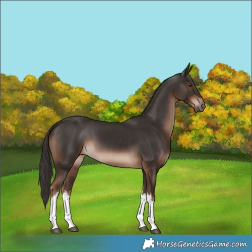 Horse Color:White Spotted Liver Chestnut 