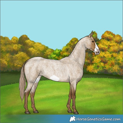 Horse Color:Chocolate Palomino Roan Dun Sabino Frame 