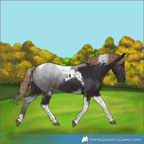 Horse Color:Liver Chestnut Tobiano 