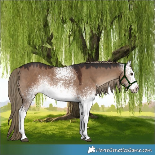 Horse Color:White Spotted Liver Red Dun Rabicano 