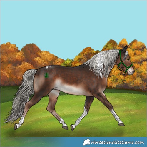Horse Color:Liver Chestnut Mushroom Tobiano Rabicano 
