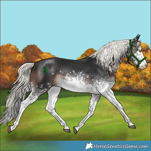 Horse Color:White Spotted Liver Chestnut Mushroom 