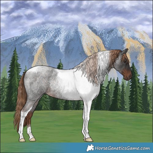 Horse Color:Liver Red Roan Tobiano Rabicano 
