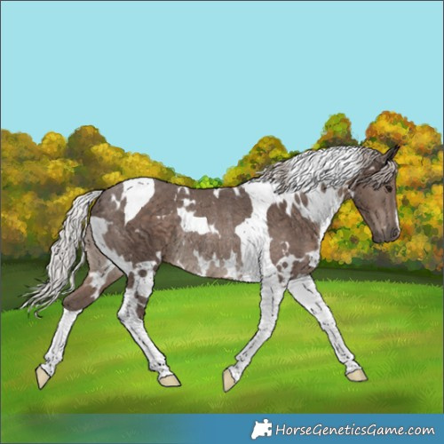 Horse Color:White Spotted Silver Black Tobiano Rabicano 